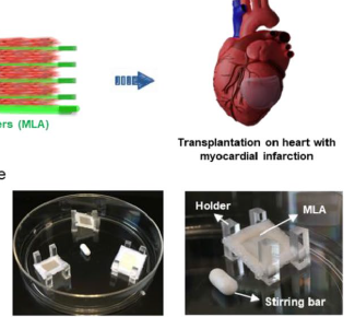 Developing Thick Cardiac Tissue with a Multilayer Fiber Sheet for Treating Myocardial Infarction.